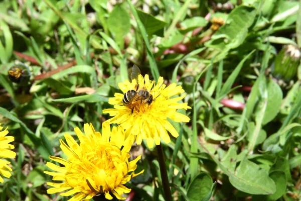 Μέλισσα Κίτρινα Λουλούδια Στον Αγρό — Φωτογραφία Αρχείου