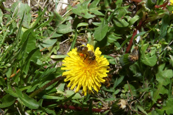 Μέλισσα Κίτρινα Λουλούδια Στον Αγρό — Φωτογραφία Αρχείου