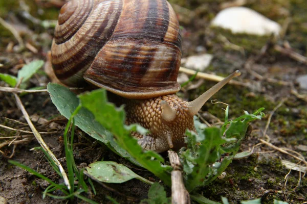 Escargot Sur Sol Macro Gros Plan — Photo