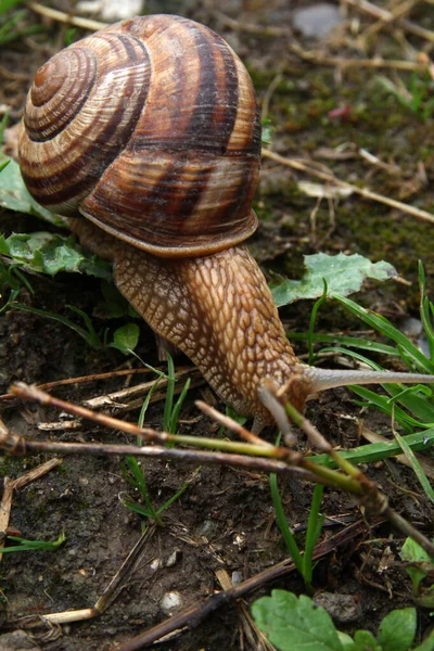 Schnecke Auf Dem Boden Makro Aus Nächster Nähe — Stockfoto