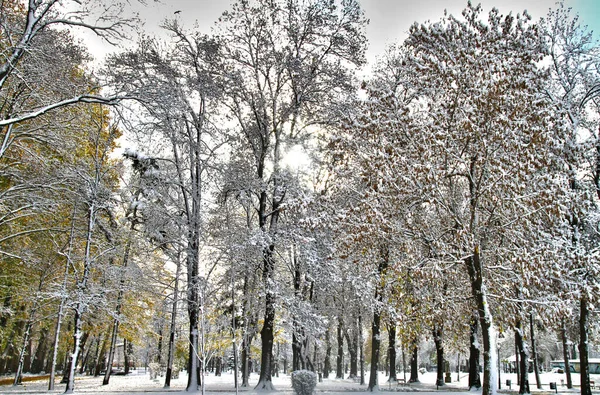 Снег Парке Зимний Парк Снегу — стоковое фото