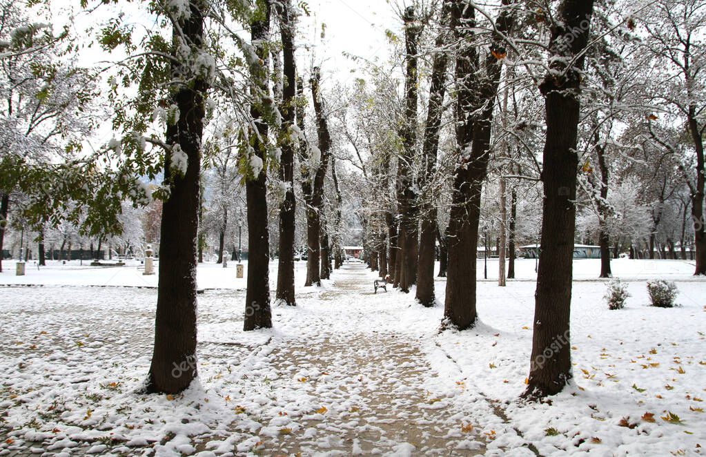 Snow in the Park, winter park in snow