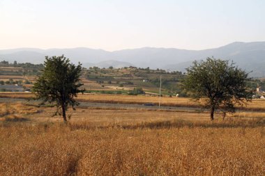 Çayırda altın buğday, manzara manzarası