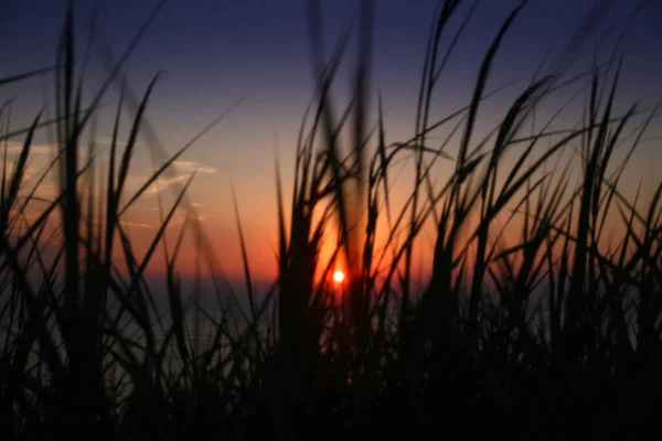 Gold Sunset Grass Sea Beach — Stock Photo, Image