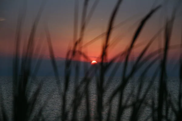 gold sunset grass sea on the beach