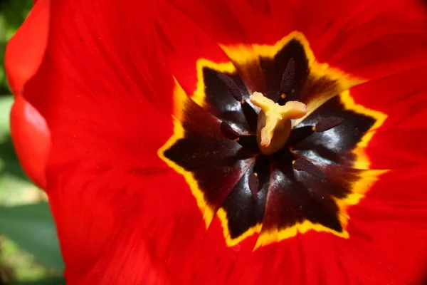 Zavřít Makro Červeného Tulipánu Zahradě — Stock fotografie