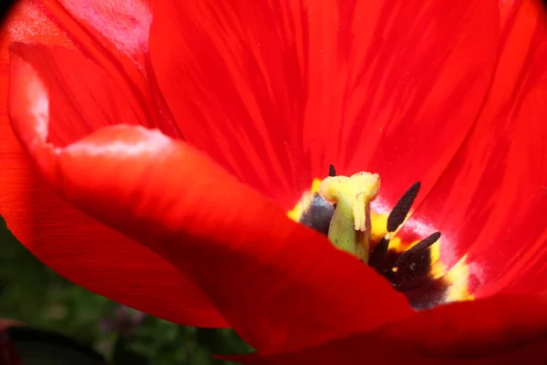 Macro Primo Piano Tulipano Rosso Giardino — Foto Stock