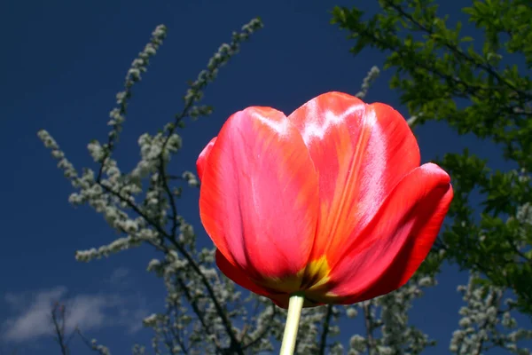 Zavřít Makro Červeného Tulipánu Zahradě — Stock fotografie