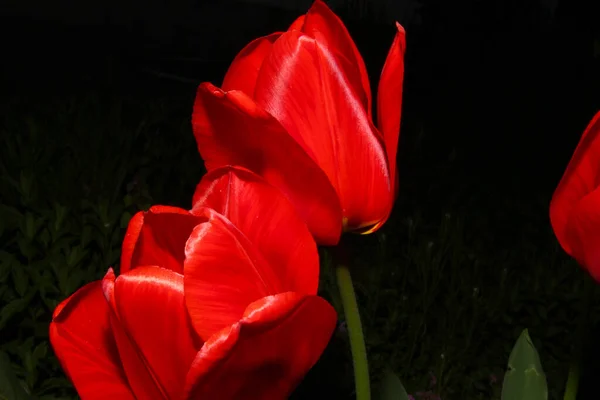 Zavřít Makro Červeného Tulipánu Zahradě — Stock fotografie