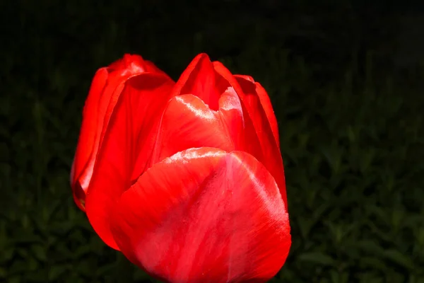 Zamknij Makro Czerwonego Tulipana Ogrodzie — Zdjęcie stockowe