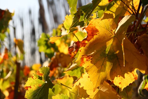 Vines Leaves Autumn Close Macro — Stock Photo, Image
