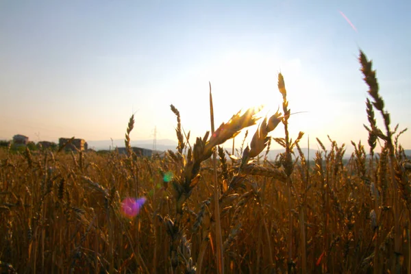 Pšenice Zlatá Louce Polní Panorama Krajiny — Stock fotografie