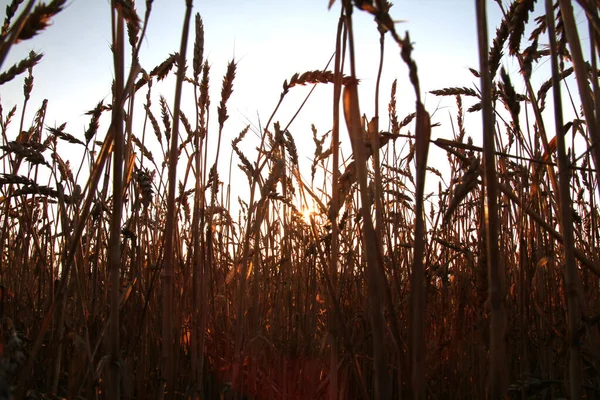 Pšenice Zlatá Louce Polní Panorama Krajiny — Stock fotografie