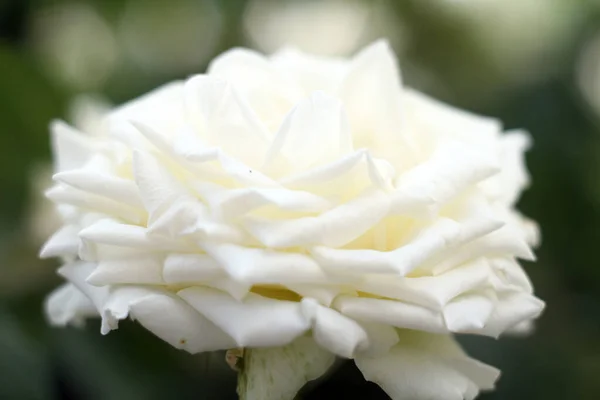 Goutte Rose Blanche Sur Jardin Macro Gros Plan — Photo