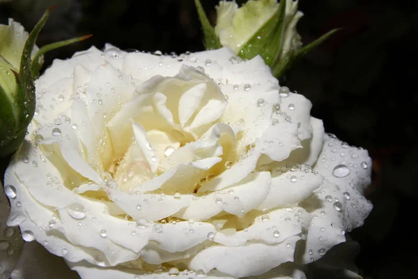 Goutte Rose Blanche Sur Jardin Macro Gros Plan — Photo