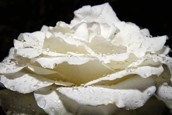 Капля Белой Розы Саду Крупный План — стоковое фото