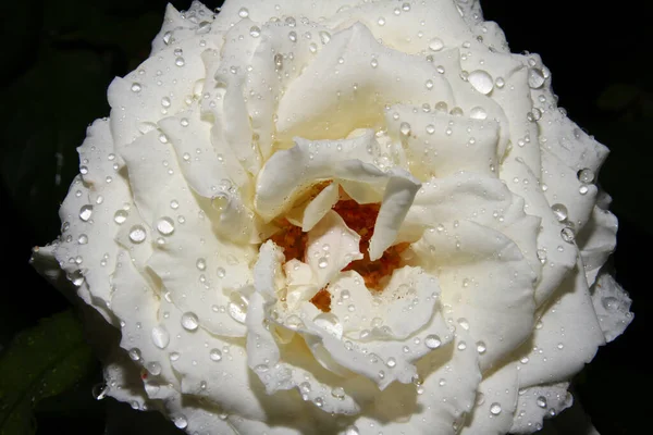 Weiße Rose Tropfen Auf Garten Nahaufnahme Makro — Stockfoto