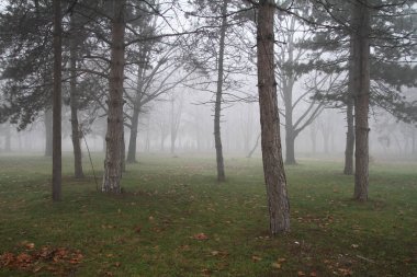 Park ormanındaki sis, doğal manzara.