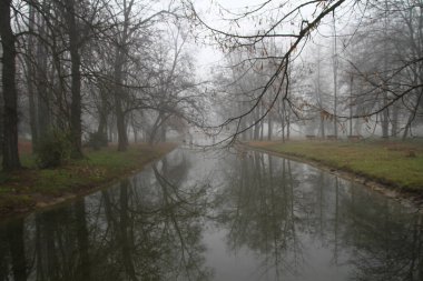 Park ormanındaki sis, doğal manzara.