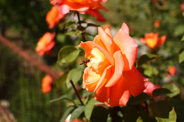 Rosa Arancio Sul Giardino Macro Primo Piano — Foto Stock