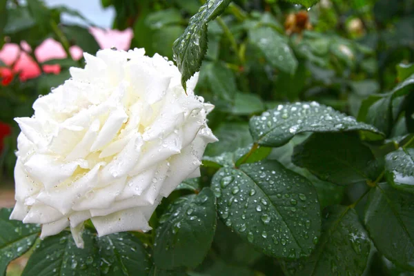 Weiße Rose Tropfen Auf Garten Nahaufnahme Makro — Stockfoto