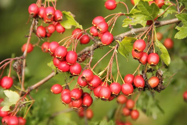 自然を背景に緑の葉を持つ新鮮な熟した赤いサンザシの果実の枝 — ストック写真