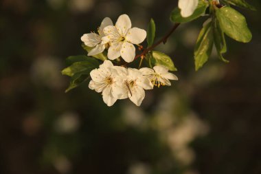 Litvanya 'nın karanlık arka planında böcek olan bir ağacın dalında beyaz tomurcuklanan tomurcuklar.