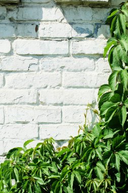 yabani üzüm bir boyalı beyaz tuğla duvar