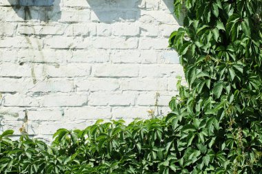 yabani üzüm bir boyalı beyaz tuğla duvar