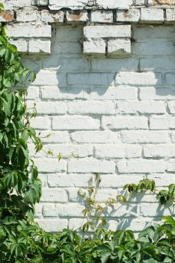 yabani üzüm bir boyalı beyaz tuğla duvar