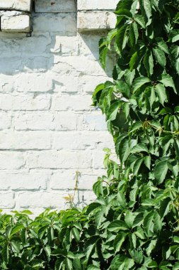 yabani üzüm bir boyalı beyaz tuğla duvar