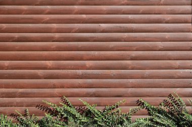 boyalı arka plan kahverengi kurulları ile bir çalı alt