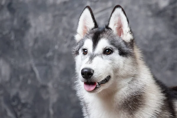 Genç Köpek Husky Studio Kurda Planı Gri Bir Arka Plan Telifsiz Stok Fotoğraflar