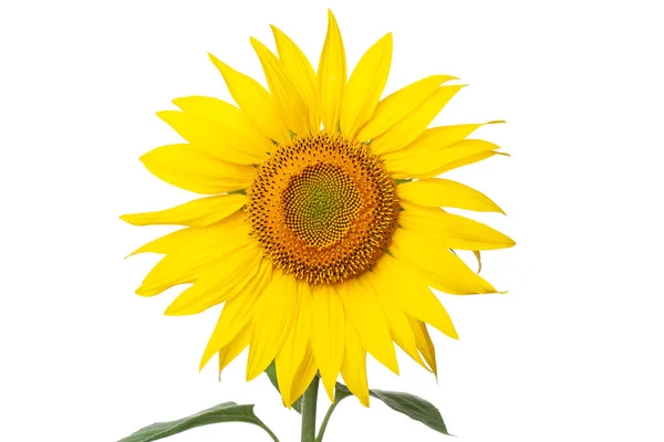 Sunflower closeup on white background — Stock Photo, Image