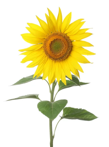 Tournesol gros plan sur fond blanc Images De Stock Libres De Droits