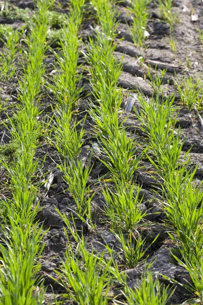 Young sprouts of sprouted wheat on open ground — Stock Photo, Image