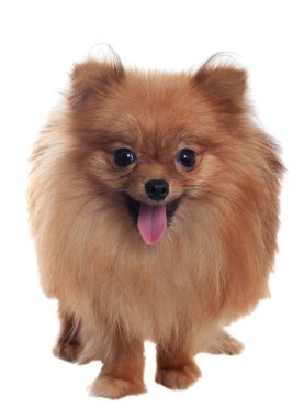 Pomeranian Spitz dili yakın çekimde asılı. beyaz arka planda, izole