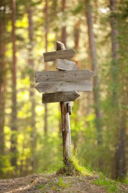 Orman yolundaişaretçiyi izleme