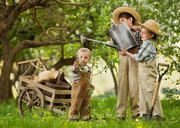 Çocuklar bahçeye ağaç dikerler. — Stok fotoğraf