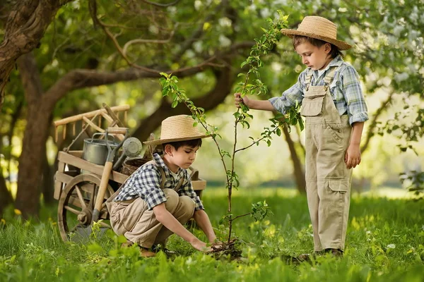 Çocuklar bahçeye ağaç dikerler. — Stok fotoğraf