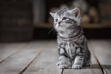 Eski oyuncakların arka planında sevimli kedi yavrusu portresi