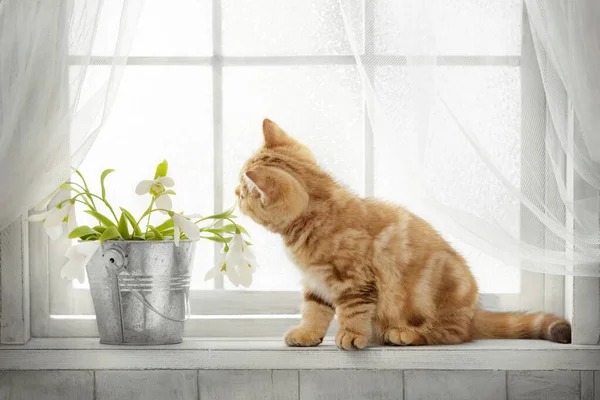 Çizgili Kırmızı Safkan Kedi Güneşli Bir Günde Pencereden Dışarı Bakıyor — Stok fotoğraf
