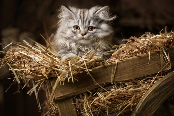 Gatito Peludo Rayado Vagón Viejo Con Paja Granero — Foto de Stock