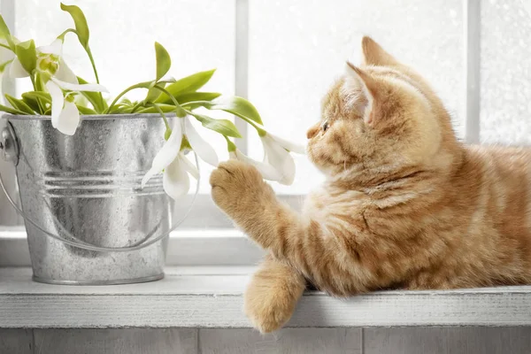 Смугастий Червоний Чистокровний Кіт Дивиться Вікно Сонячний День — стокове фото