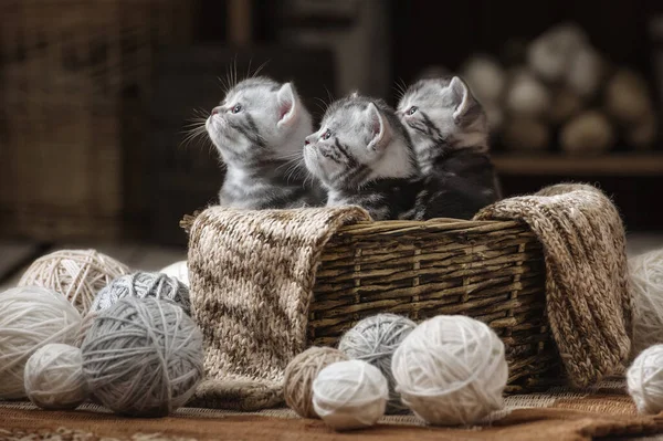 Group of small striped kittens in an old basket with balls of yarn