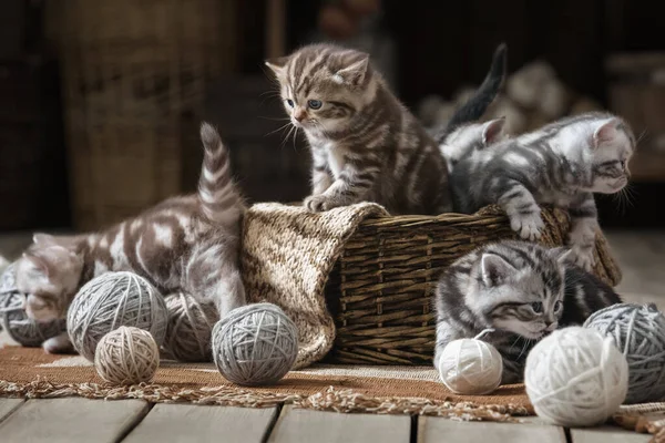 Groep Kleine Gestreepte Kittens Een Oude Mand Met Bolletjes Garen — Stockfoto