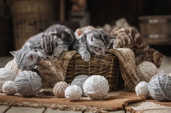 一群带条纹的小猫咪在一个装有纱线球的旧篮子里 — 图库照片