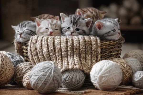 Grupo Pequenos Gatinhos Listrados Uma Velha Cesta Com Bolas Fio — Fotografia de Stock