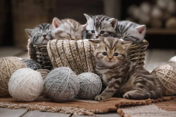 Skupina Malých Pruhovaných Koťátek Starém Košíku Kuličkami Příze — Stock fotografie