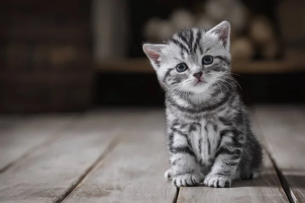 Portrait Cute Cute Kitten Background Old Utensils — Stock Photo, Image